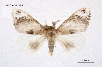 藏品(灰白毒蛾)的圖片